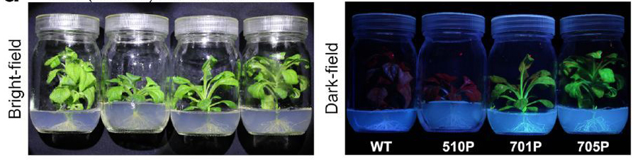 實驗室檢查燈激發(fā)光源研究植物GFP發(fā)光