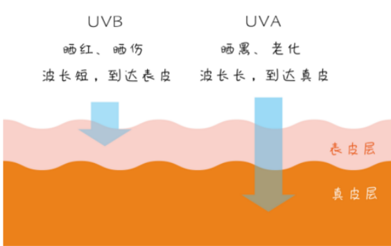 黑光燈對(duì)人體會(huì)有哪些影響？不同波段紫外線對(duì)人體影響