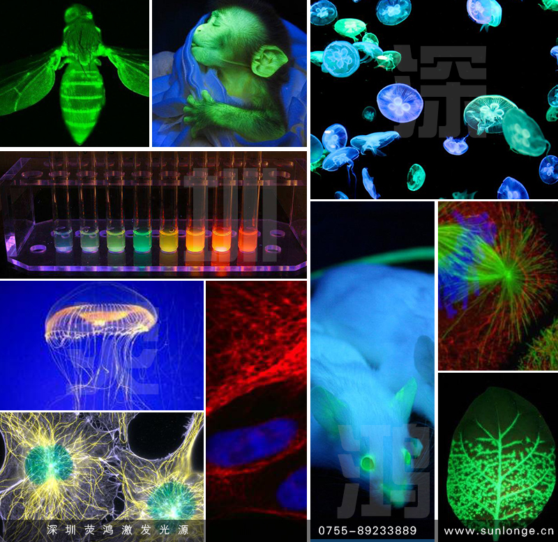 激發(fā)光源下動植物熒光蛋白的美