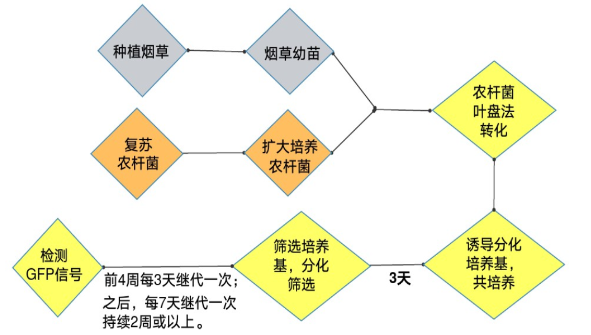 農(nóng)桿菌介導(dǎo)煙草流程