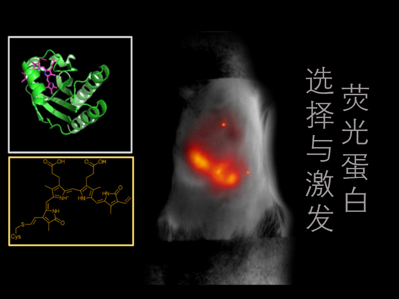 熒光激發(fā)光源表達(dá)